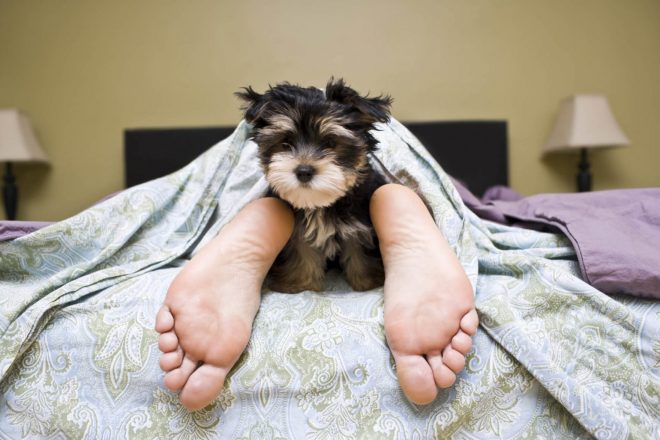I Say “Paws” Before Buying Pet Insurance