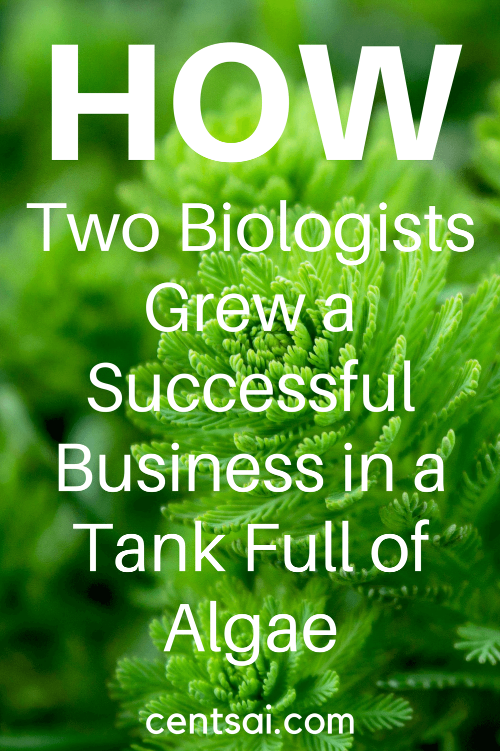 How Two Biologists Grew a Successful Business in a Tank Full of Algae