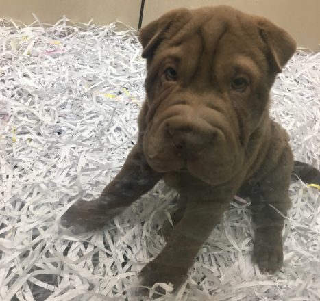 Why You Should Spay and Neuter Your Pets (Hint: You’ll Save Money!)