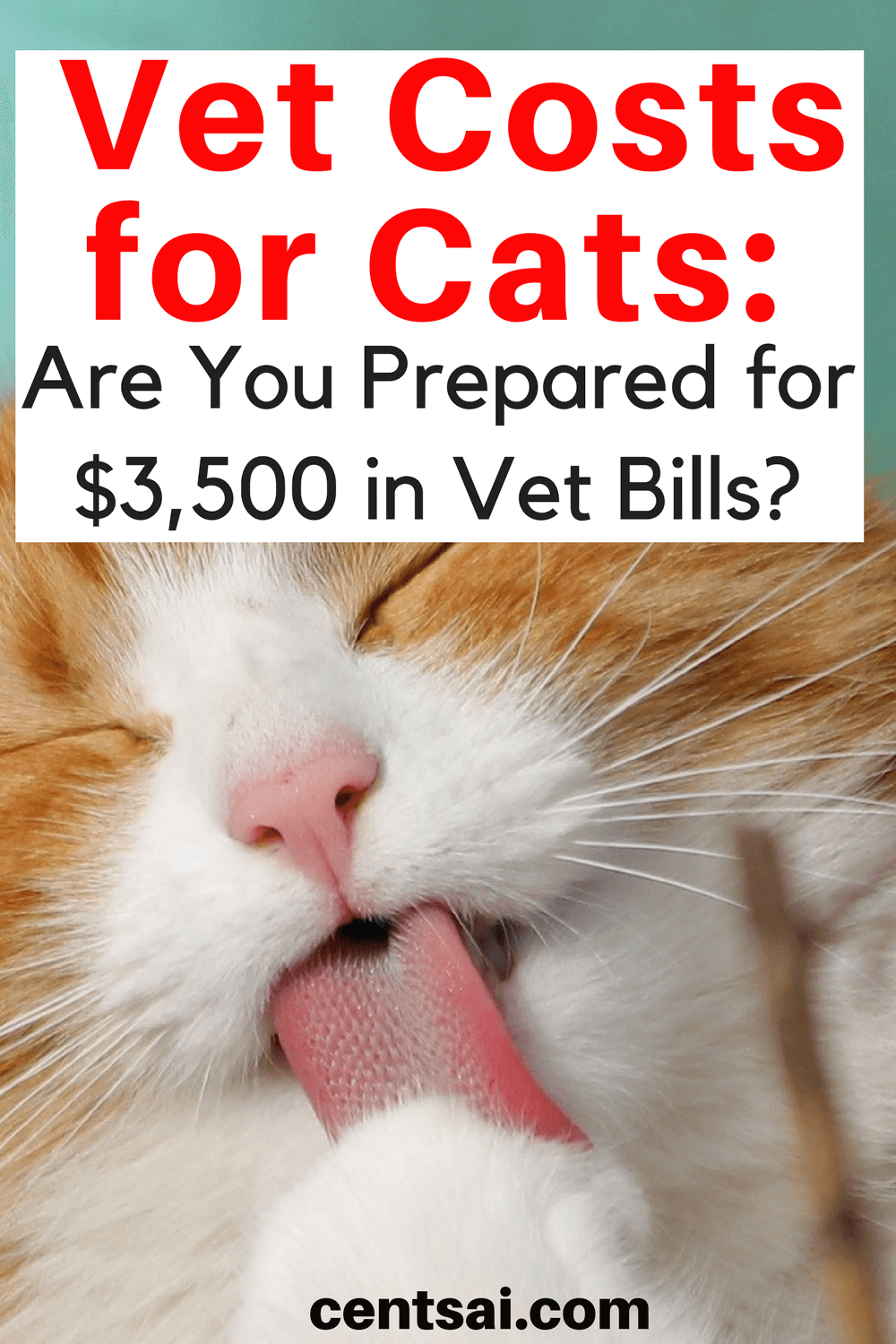 Vet bills can add up fast. One cat owner realized that the hard way when she received a $3,500 emergency vet bill. Here's what she learned.