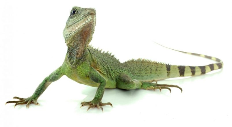 What Is Workers’ Compensation? Lessons I Learned From a Lizard