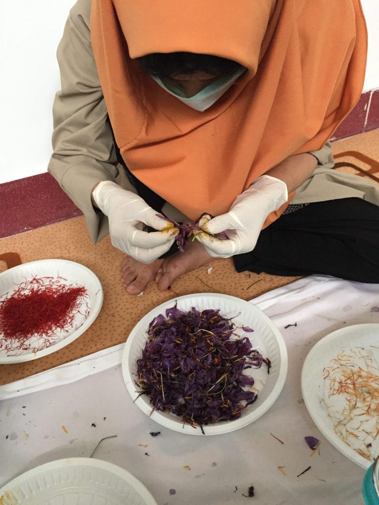 A Rumi Spice worker separating saffron flowers