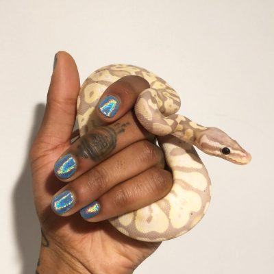 Paris, Jalen Dominique banana-pastel ball python