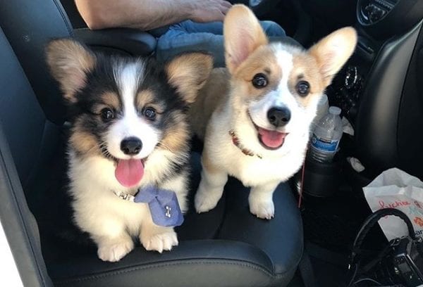 Corgis Mochee (left) and Lychee (right)