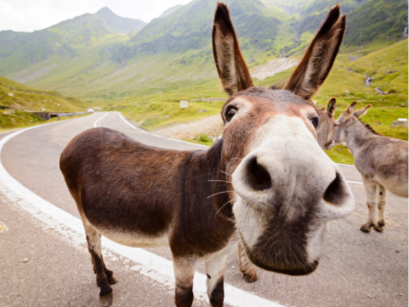 Discover Your Investing Spirit Animal
