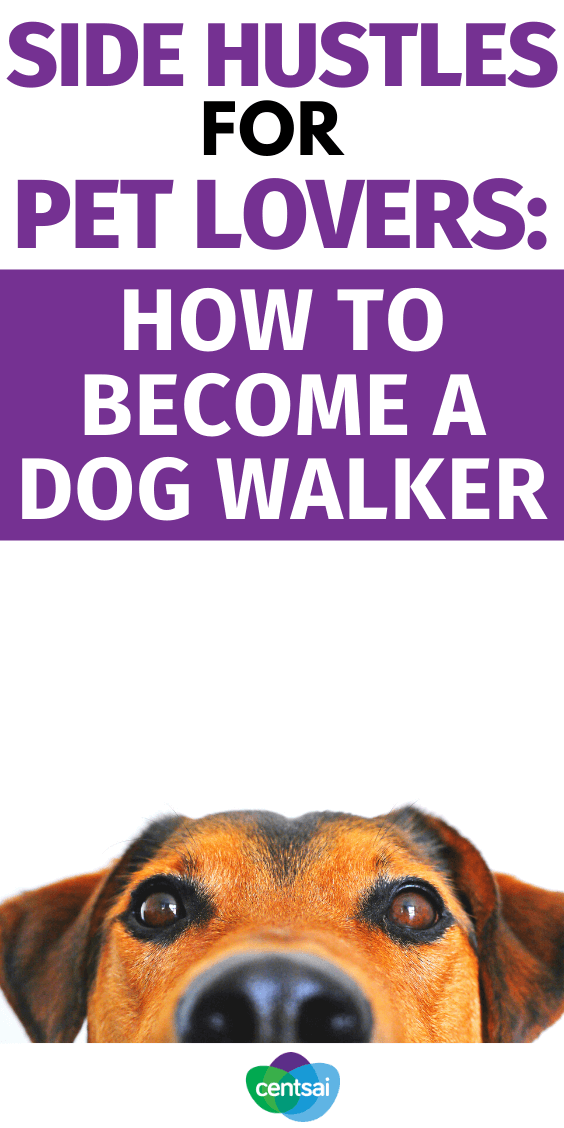 Have you ever wondered how to become a dog walker? The process (and the income) may surprise you. Check out our dog walking tips and make more money! #sidehustle #makeextramoney #CentSai #extraincomeideas #waystomakemoney #moneytip
