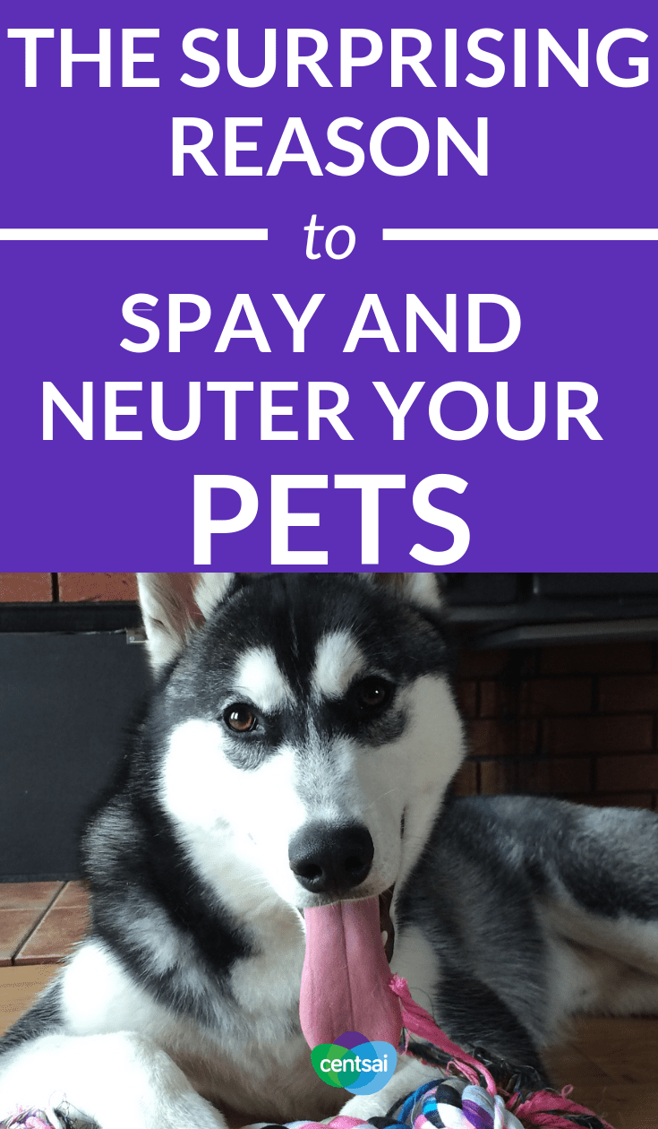 The Surprising Reason To Spay and Neuter Your Pets. It may seem cheaper to forget about getting your furbaby fixed, but you’ll regret it. Learn why you should spay and neuter your pets. #pets